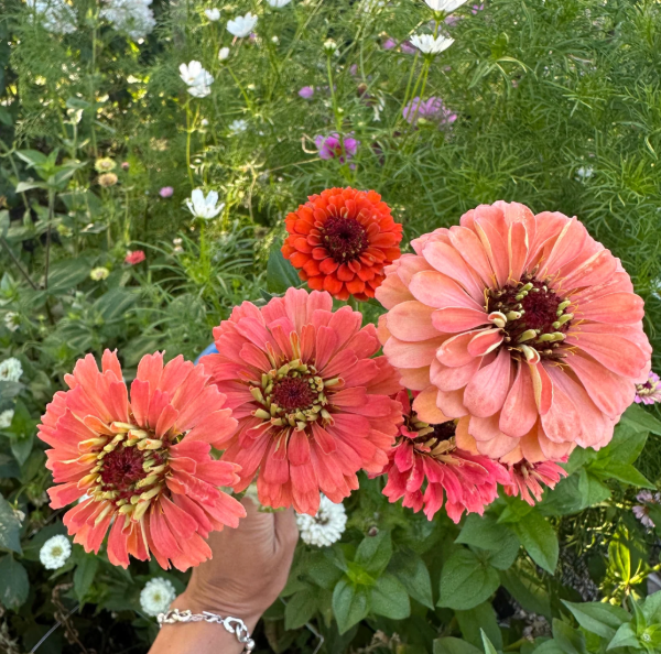 Producto - Zinnia Elegans Salmon Queen - 1