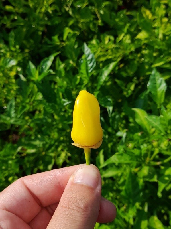 Producto - 10 Semillas de Ají 7 Pot Bubblegum Yellow - 2