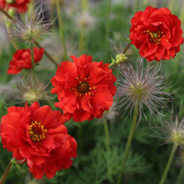 Producto - Geum chiloense