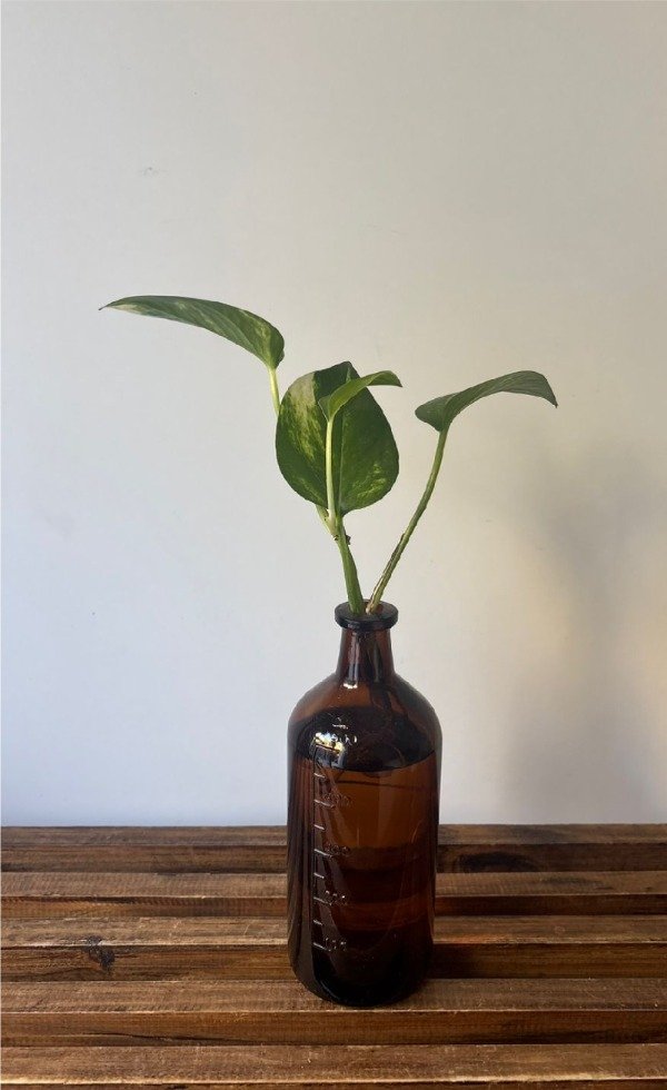 Producto - Hidroterrario botella ambar