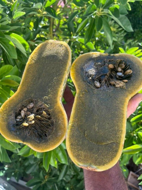 Producto - 50 SEMILLAS DE CALABAZA DE GUATEMALA PULPA VERDE