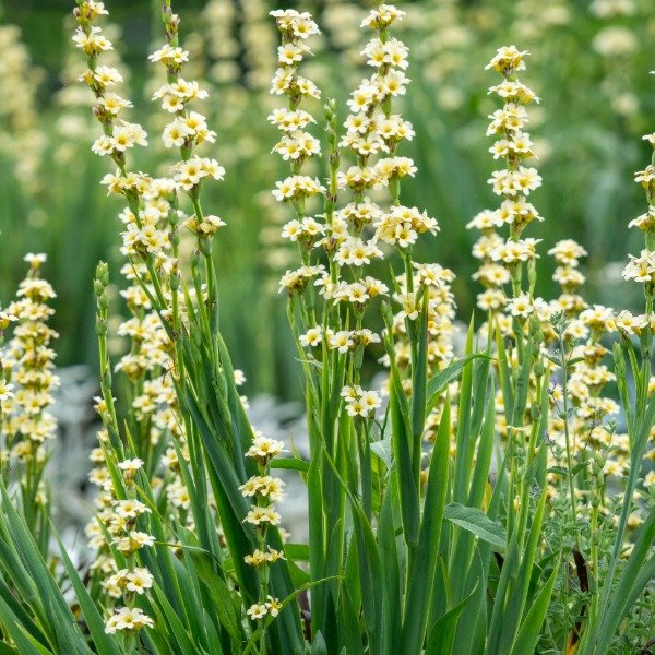 Producto - Sisyrinchium striatum 1,5 L