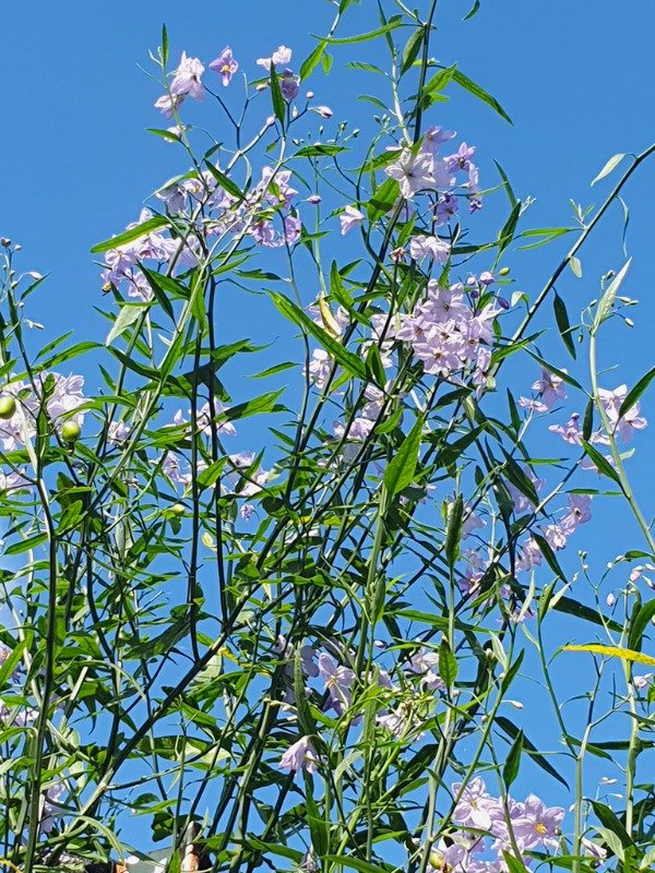 Producto - AMOR PORTEÑO (Solanum amygdalifolium)