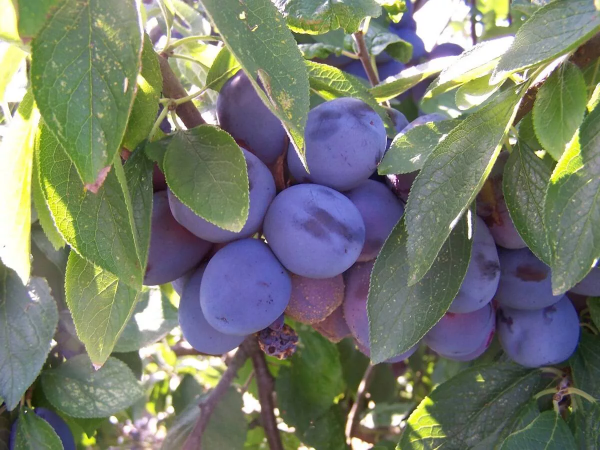 Producto - Planta de Ciruela Presidente