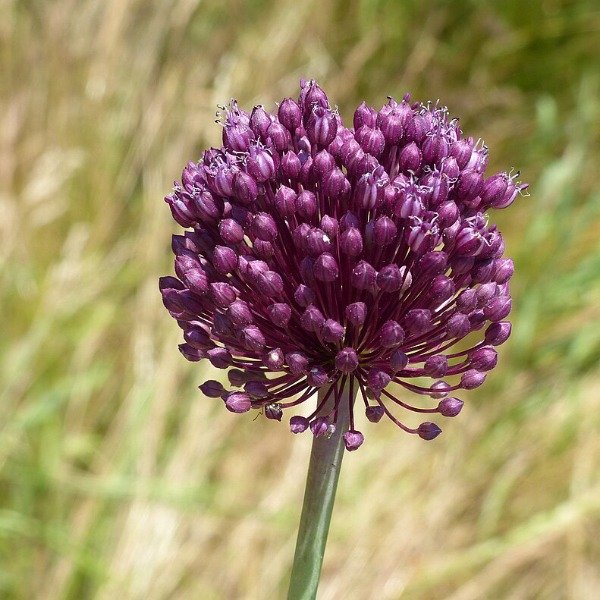 Producto - 30 Semillas Allium scorodoprasum "Passion"
