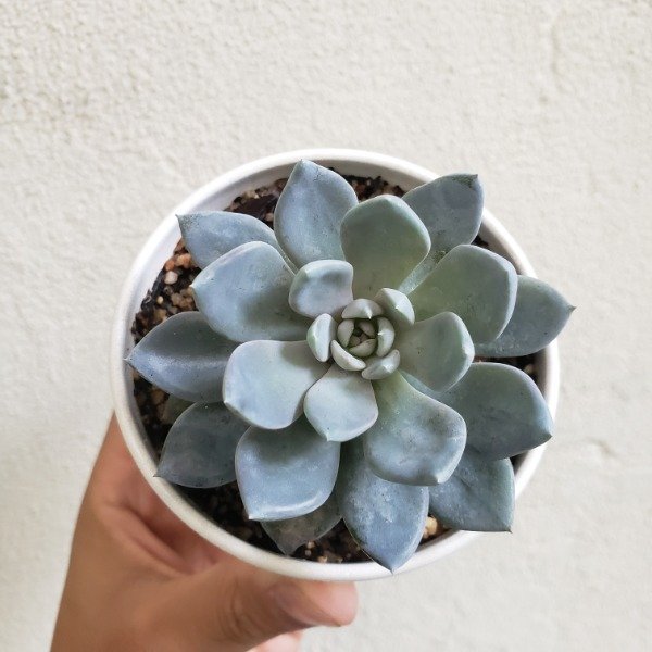 Producto - Echeveria elegans