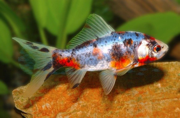 Producto - CARASSIUS