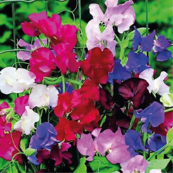 Producto - Arvejillas Mix (varios colores)