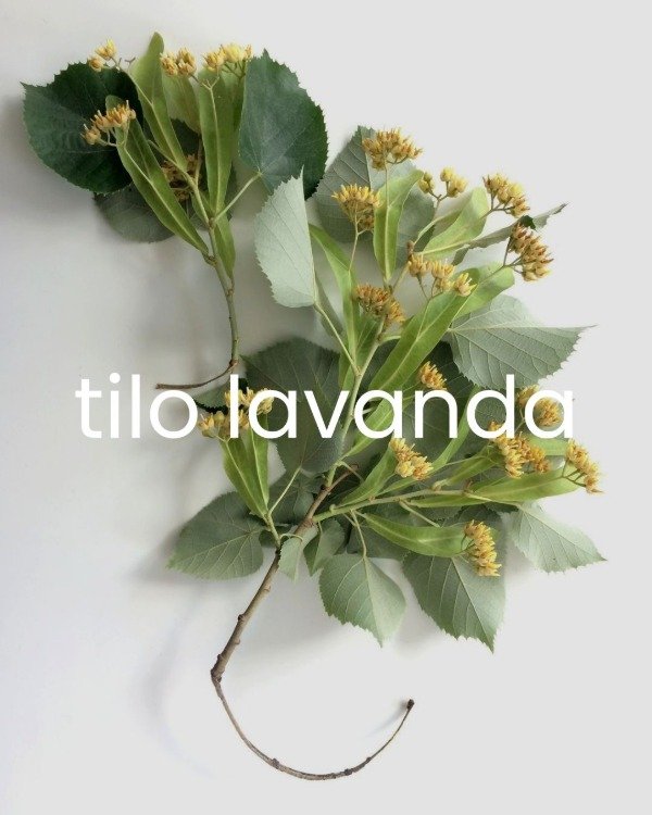 Producto - Esencia Tilo Lavanda
