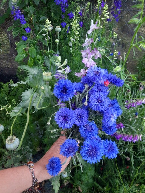 Producto - Pétalos de Centaurea Cyanus