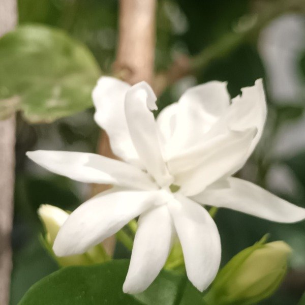 Producto - Diamela - 1