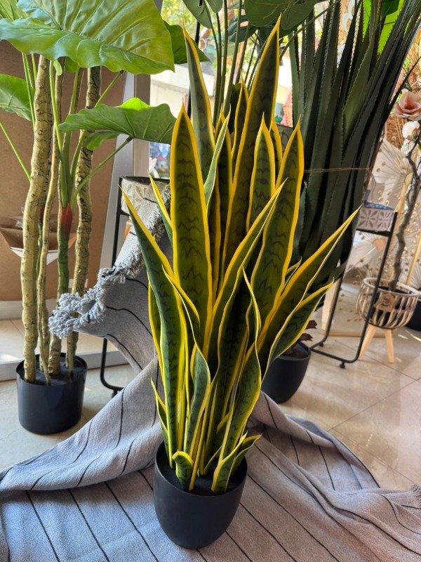 Producto - Planta Sanseviera 91 cm ( Efectivo: 170.320)