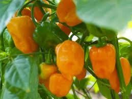 Producto - Chile Habanero Naranja