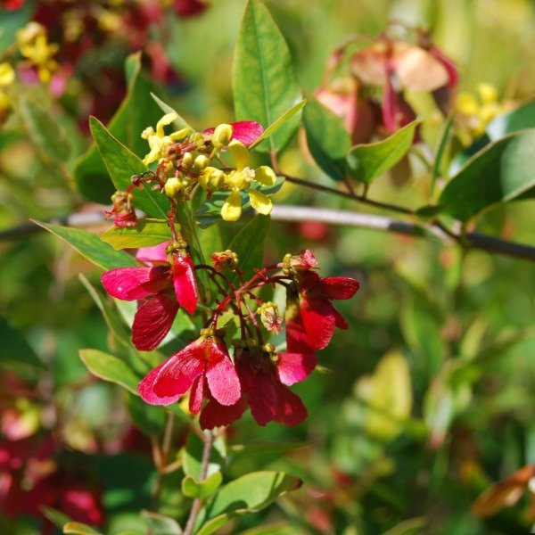 Producto - 15 Semillas Heteropterys glabra