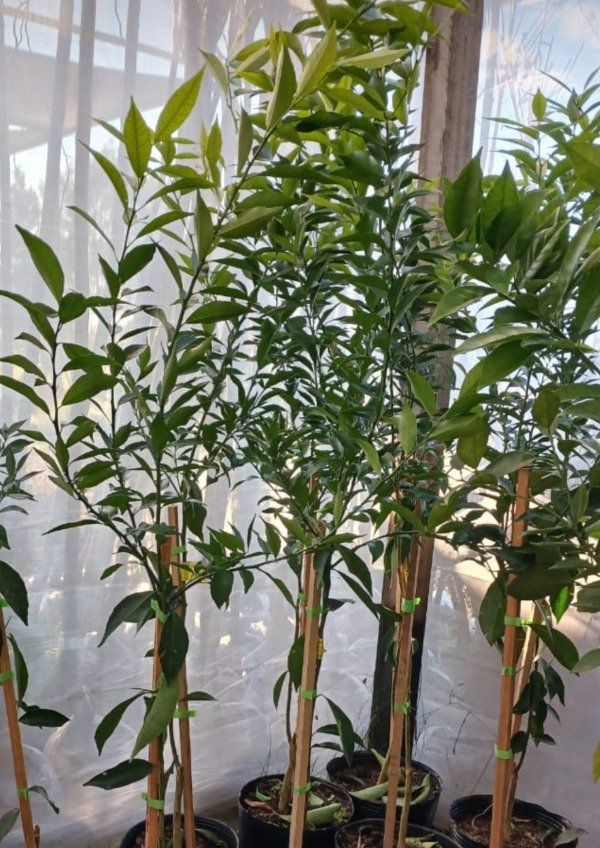 Producto - Mandarina - 1