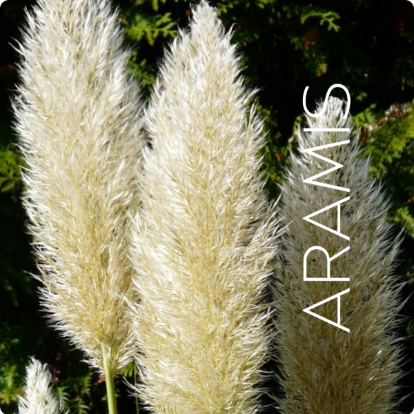 Producto - Pampa Grass - 1