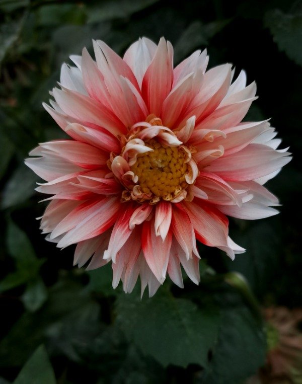 Producto - Dahlia plumosa rojo y blanco