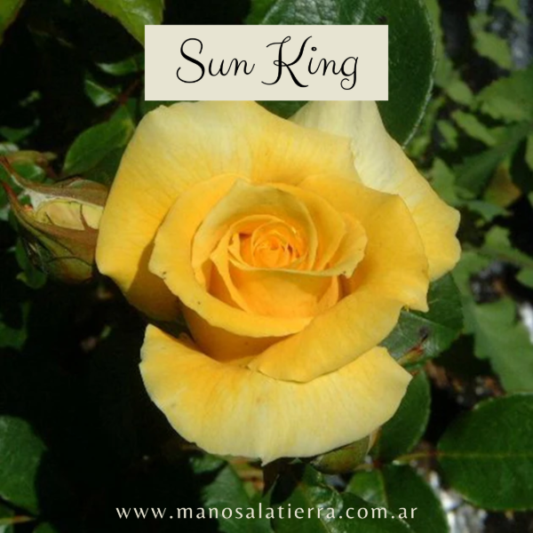 Producto - Rosal Sun King