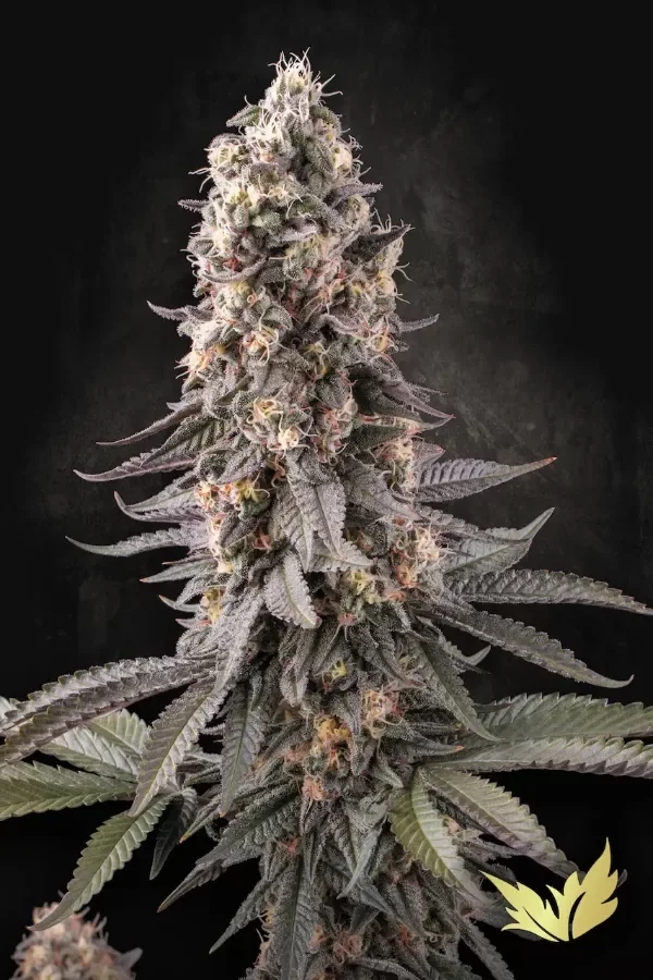Producto - El dorado Og Paradise Seeds