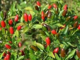 Producto - Chile Piquín