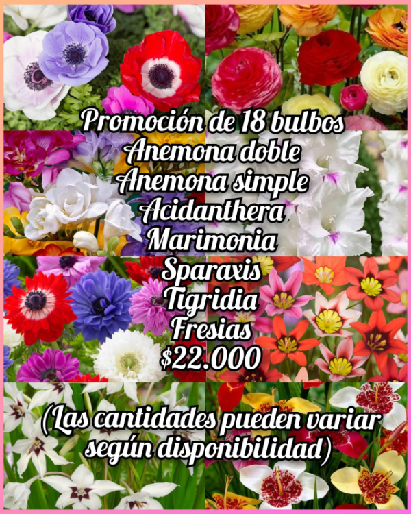 Producto - Promocion 18 bulbos surtidos