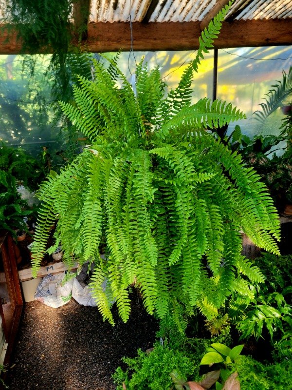 Producto - Nephrolepis Exaltata o Helecho Boston (grande)