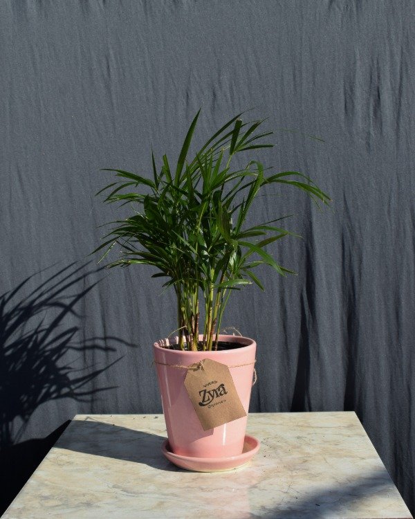 Producto - Palmito M12