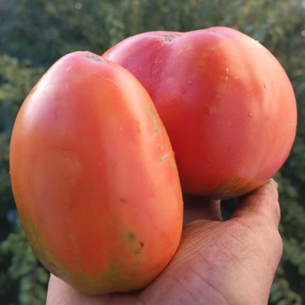Producto - 150 SEMILLAS DE TOMATE GIGANTE DE SIEBENBURGEN