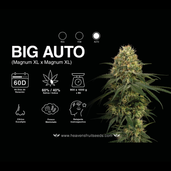 Producto - HEAVENS FRUIT BIG AUTO