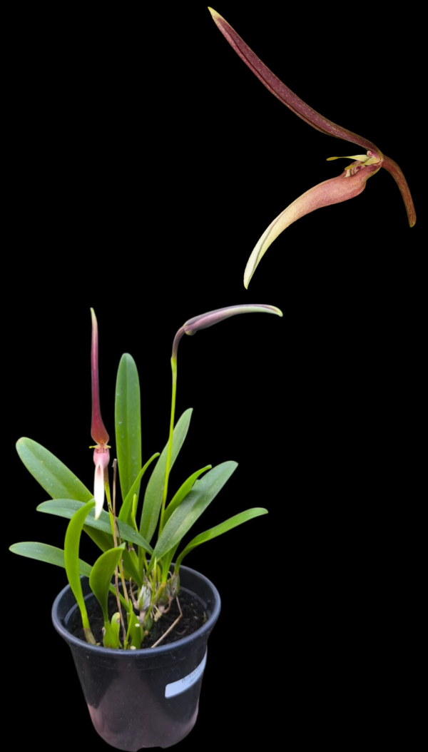 Producto - Bulbophyllum Dennisii