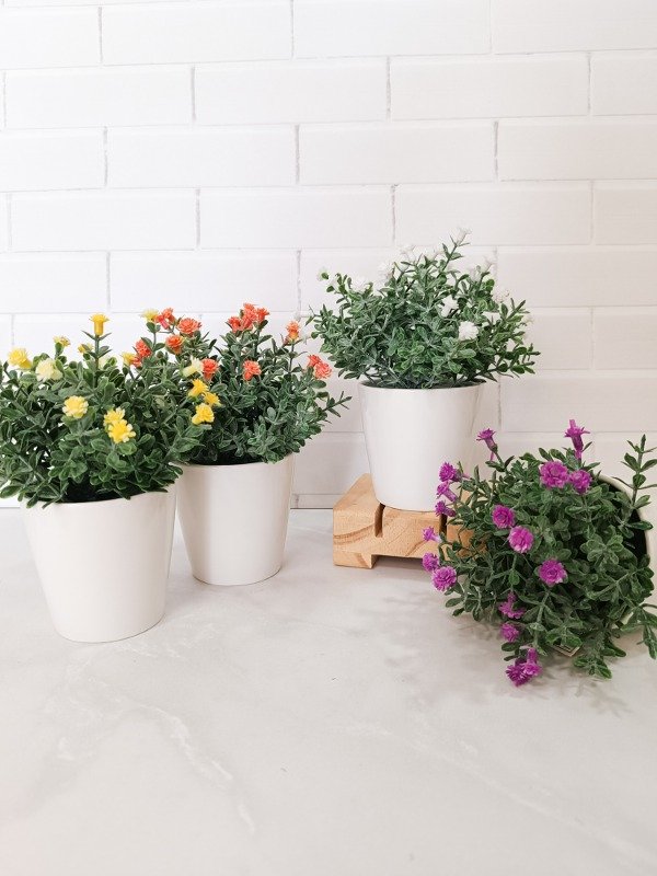 Producto - Mini plantas con flores