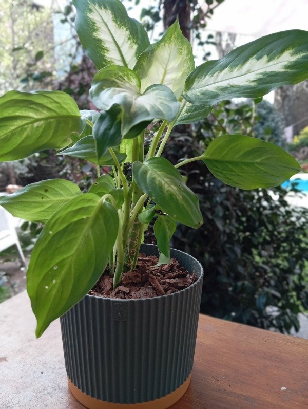 Producto - Planta con maceta verde