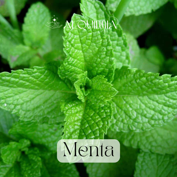 Producto - Menta (B)
