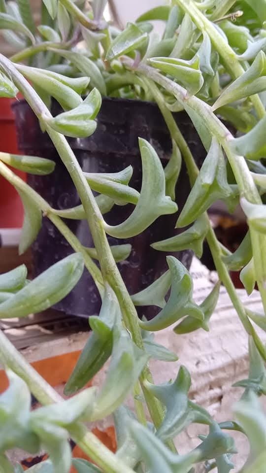Producto - Rosario Delfín - 0