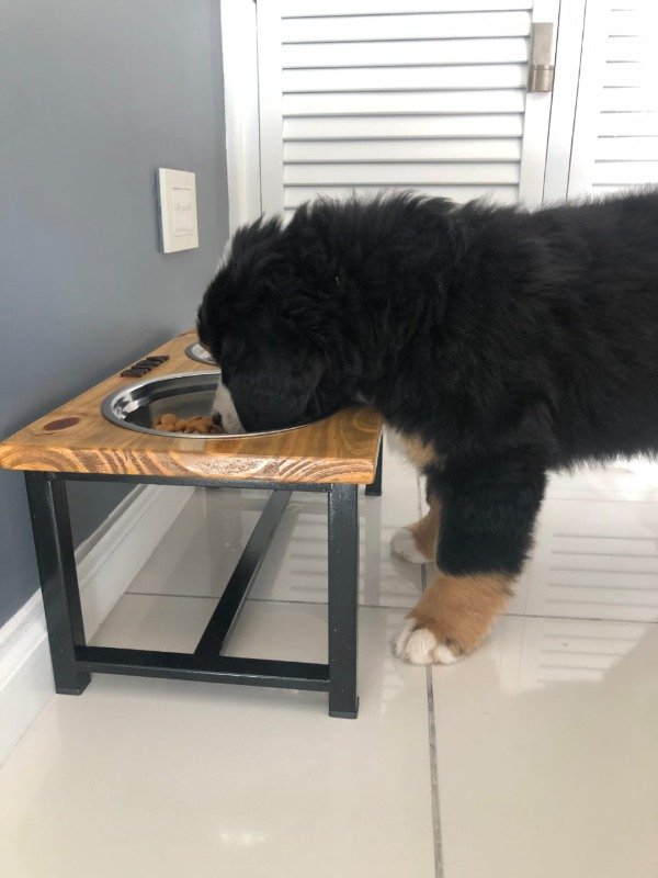 Producto - Comedero En Altura Doble Talle M