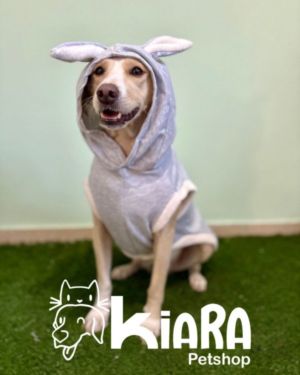 Producto - Conejito para Perros Chicos o Gatos