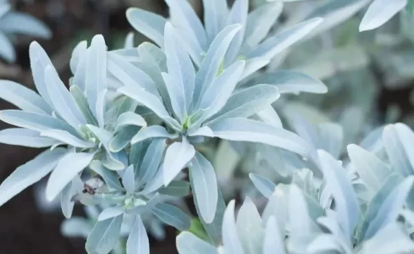 Producto - SALVIA BLANCA