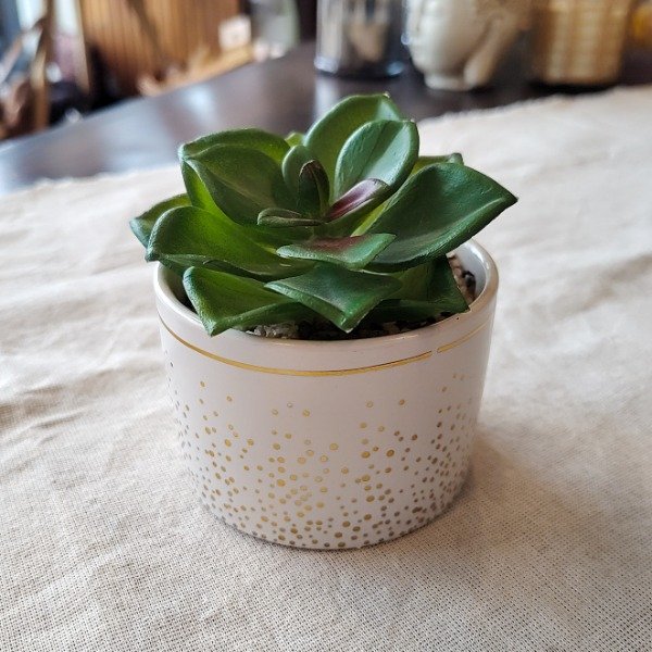 Producto - Maceta con suculenta Aura Dorada