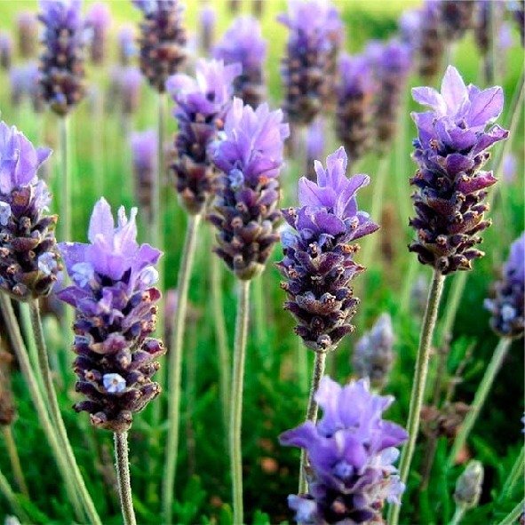 Producto - Lavanda
