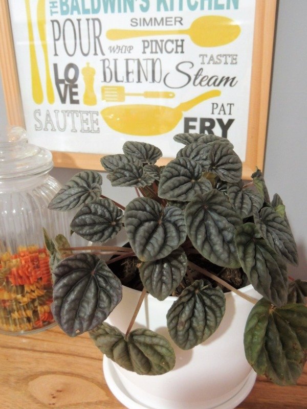 Producto - Peperomia carperata (a Pedido)