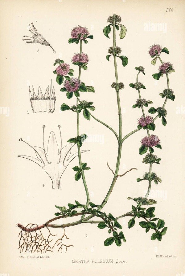 Producto - Tintura Madre Poleo