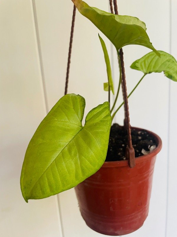 Producto - Singonio en maceta colgante