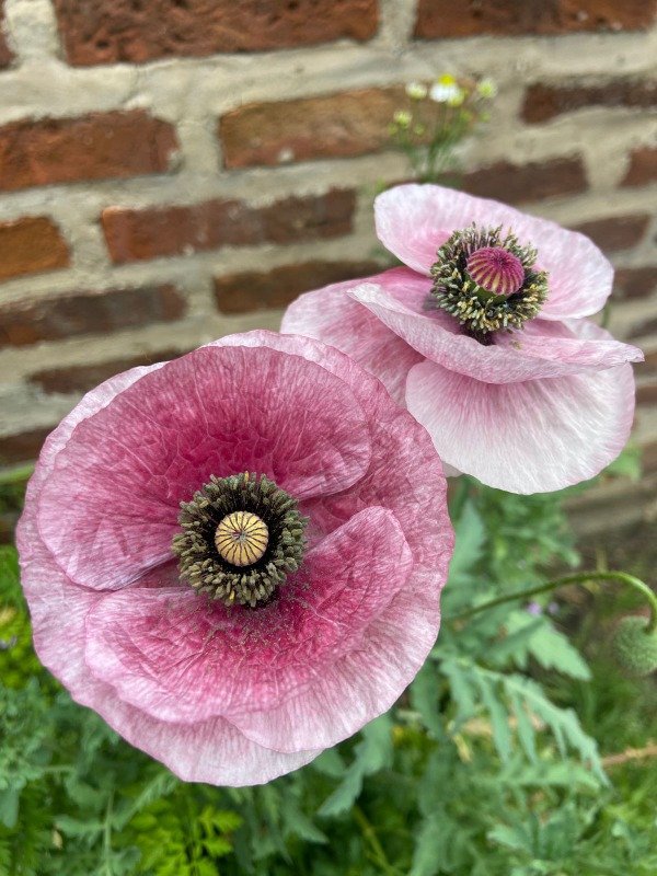 Producto - Semillas agroecologicas de amapolas mix