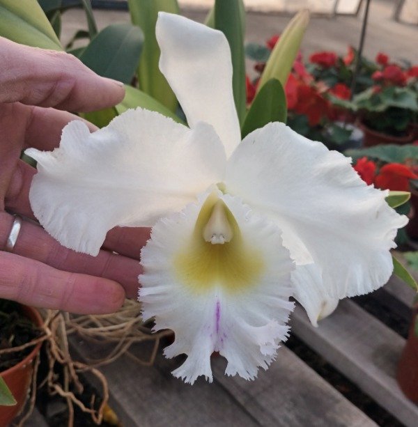 Producto - Cattleya Orquídea - 0
