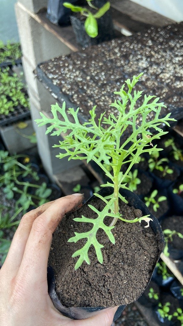 Producto - Plantin de crisantemos