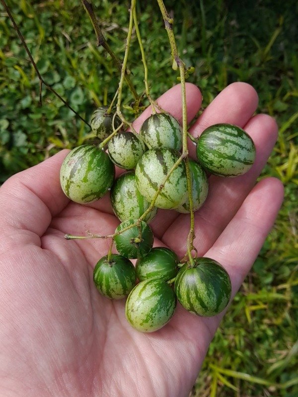 Producto - 15 Semillas de Tzimbalo o Pepino Llorón (Solanum Caripense) - 2