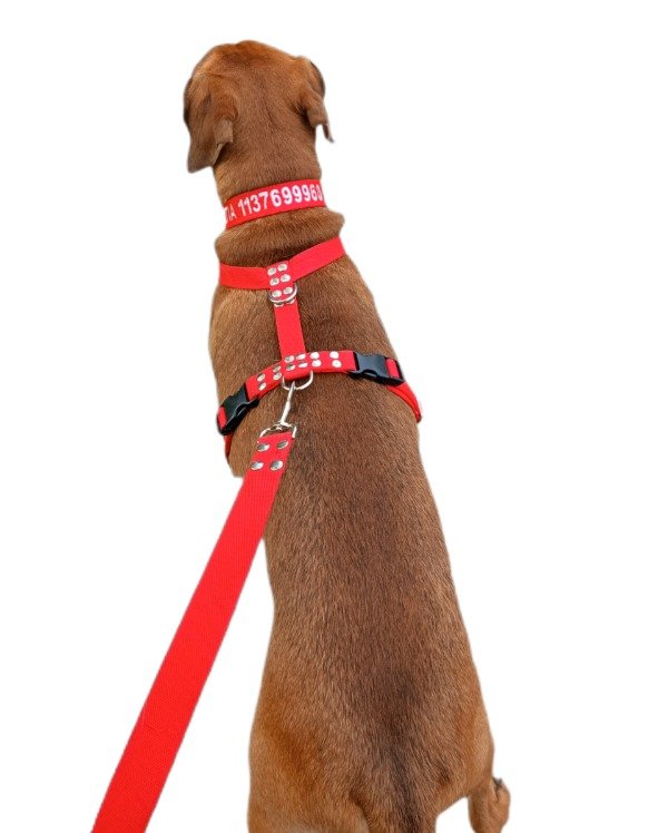 Producto - KIT EXPLORADOR collar bordado +arnés H + correa 5 mts desde - 0