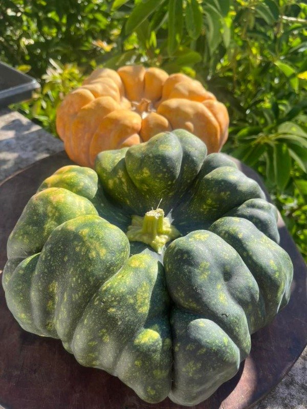 Producto - SEMILLAS DE ZUCCHINI CHINO YUXI JIANG BING GUA CALABAZA RESISTENTE AL CALOR