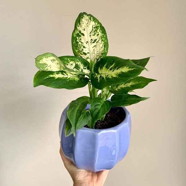 Producto - Combo Mariana + Maceta Flora