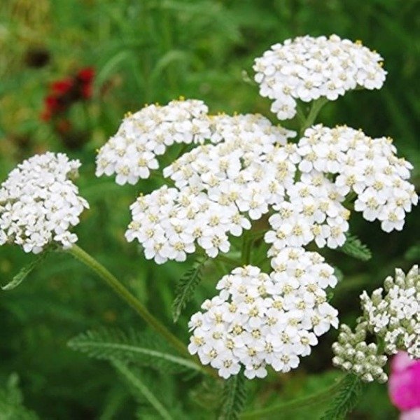 Producto - Achillea millefolium blanca 1,5 L